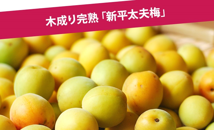 福井の特産・伝統野菜