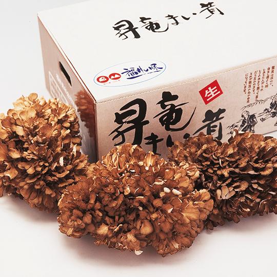 昇竜まいたけ